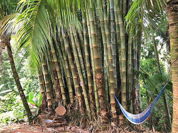 Bamboo cluster at Cascada Verde, family hostel by the waterfall in Uvita, Costa Rica