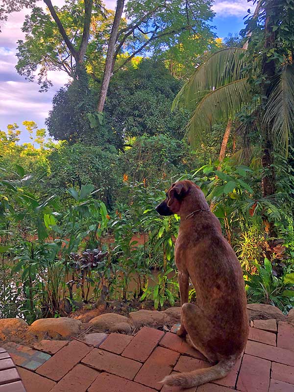 Bob the dog keeping watch over the jungle at Cascada Verde hostel, Costa Rica