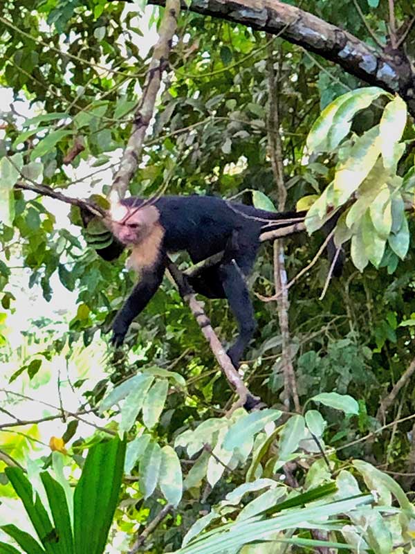 Capuchin, white-faced monkey at Cascada Verde family hostel in Uvita, Costa Rica