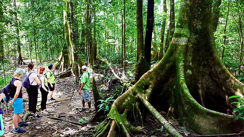 Corcovado Hiking Day Tour in Corcovado National Park in the Osa Peninsula in southern Costa Rica