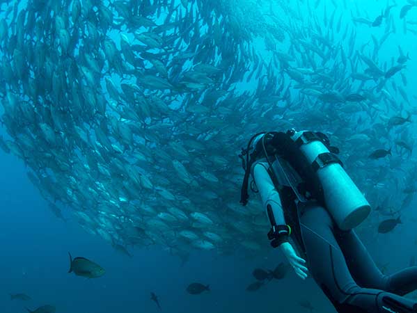 Enjoy scuba diving off Cano Island in Costa Rica