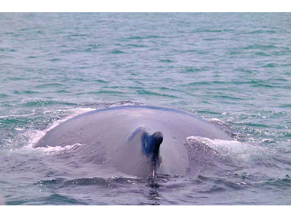 See dolphins from the whale and dophin tour in Uvita, Costa Rica