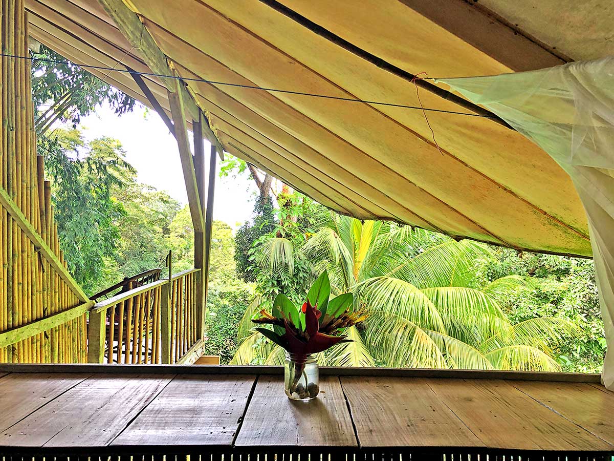 flowers and jungle view!