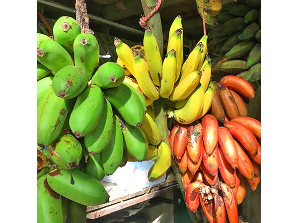 We always have free bananas at Cascada Verde, family hostel by the waterfall in Uvita, Costa Rica