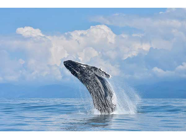 Watch humpback whales breaching in Uvita, Costa Rica twice a year!