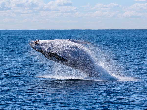 Humpback whale breaching in Uvita, Costa Rica