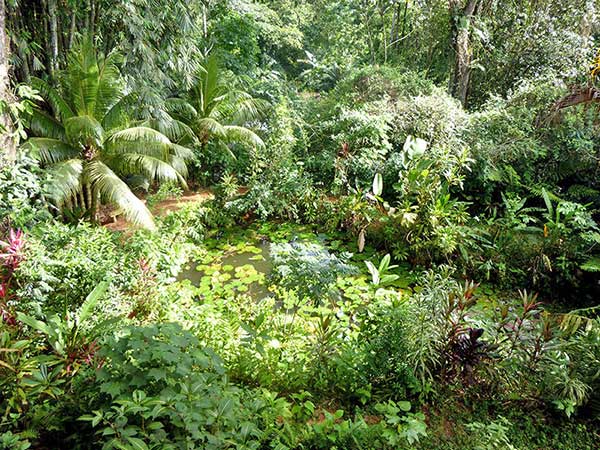 The pond in the jungle at Cascada Verde, family hostel by the waterfall in Uvita, Costa Rica