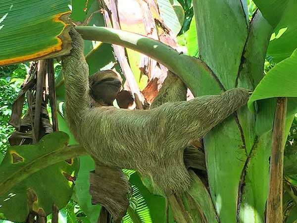 Sloth hanging from tree in Costa Rica