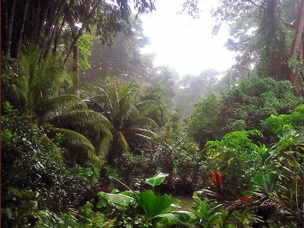 Our jungle view with small oceanview too at Cascada Verde, family hostel by the waterfall in Uvita, Costa Rica