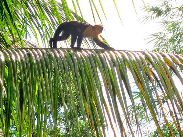 White-faced capuchin monkey walking on a palm branch in Costa Rica