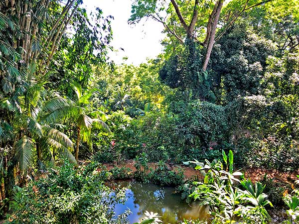 Cooling pond in our jungle setting keeps things cool at Cascada Verde, Uvita, Costa Rica