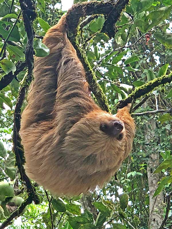 Sloth hanging from tree at Cascada Verde family hostel in Uvita, Costa Rica
