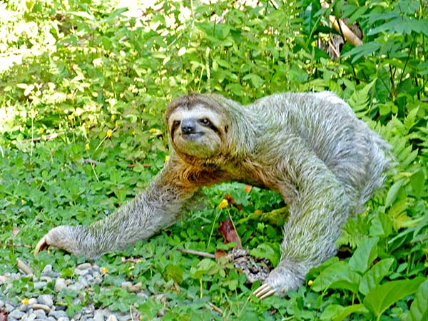 sloth-walking-costa-rica