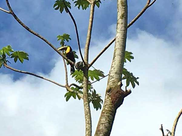 Toucans in a tree in Uvita, Costa Rica